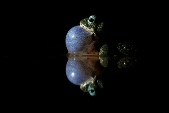 Mysterious frog with a swollen vocal sac in darkness
