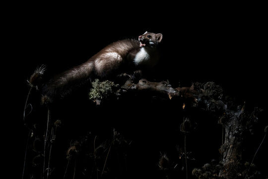 Nocturnal weasel on a dramatic dark background