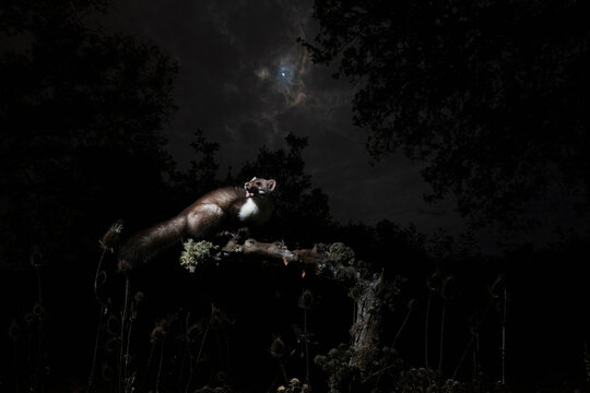 Moonlit weasel in a dramatic nocturnal setting