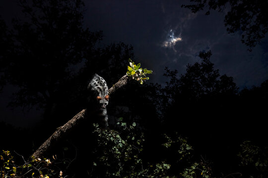 Nocturnal Lemur In A Moonlit Forest