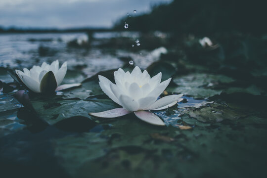 Fototapeta white lotus flower