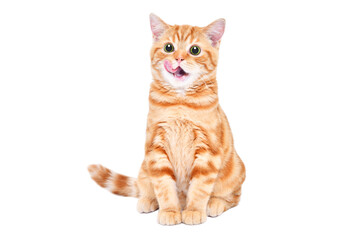 Adorable kitten Scottish Straight licking sitting isolated on white background