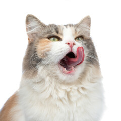 Fototapeta premium Funny surprised fluffy forest cat bright color isolated on the white background