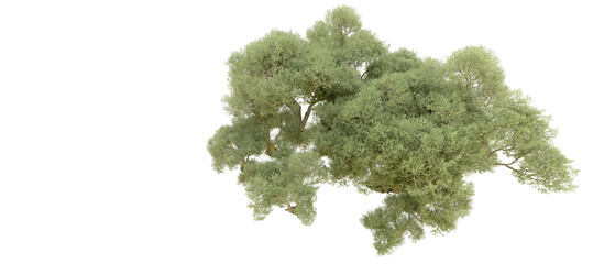 Obraz premium Green forest isolated on background. 3d rendering - illustration