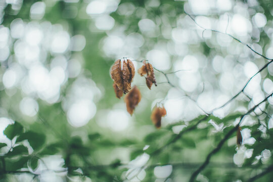 autumn leaves on the tree