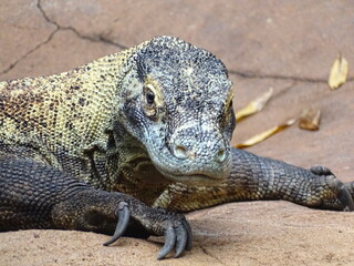 Komodo Dragon (Species Lizard)