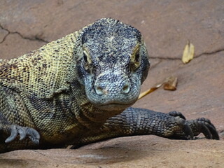 Komodo Dragon (Species Lizard)