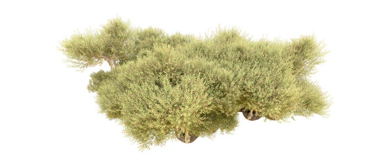 Green forest isolated on background. 3d rendering - illustration