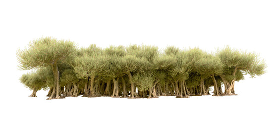 Green forest isolated on background. 3d rendering - illustration