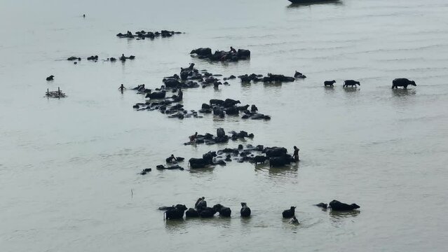 Domestic buffaloes cooling off in the river waters of rural Asia. Witness these gentle herbivores in their natural habitat, engaging in leisurely activities amidst the lush countryside landscapes