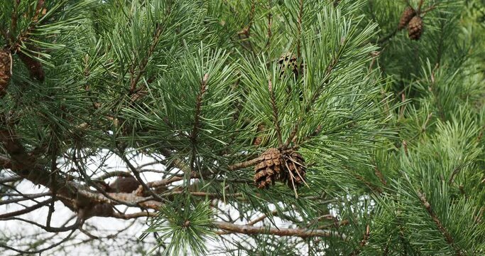 (Pinus sylvestris) Red pine or scotch pine. Twisted reddish-orange branches and scaly shoots bearing blue-green flattened needles with conic-oblong reddish-brown swaying lightly in the wind