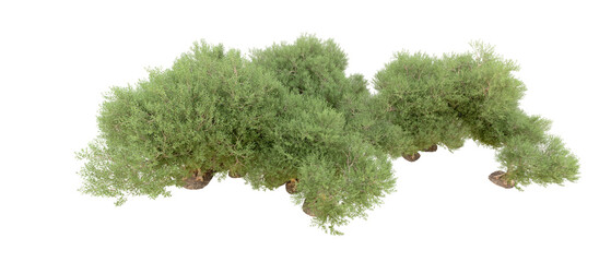 Obraz premium Green forest isolated on background. 3d rendering - illustration