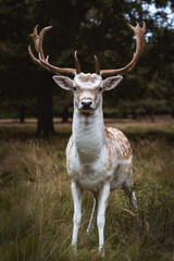 Naklejka na ściany i meble White deer in Richmond Park, London, United Kingdom