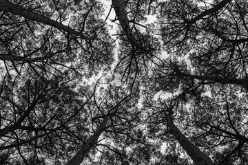Black and white trees composition from below in the woods