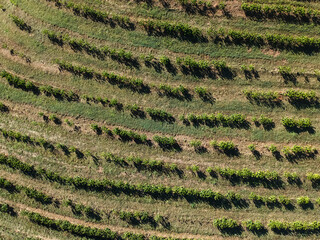 Cafe cafezal novo vista a&eacute;rea