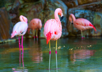 Flock of Pink Flamingos in Natural Habitat