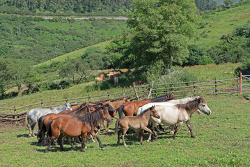 Wild horses galloping on the ranch in Spain