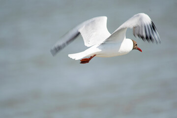 Fototapeta na wymiar Brown-headed seagull flying on the lake