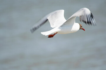 Fototapeta premium Brown-headed seagull flying on the lake