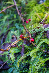 close up of small red wild berries and ferns 