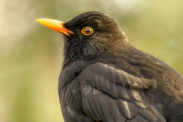 Amsel Porträt