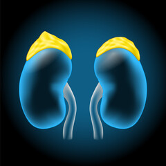 Adrenal glands. Realistic transparent blue human kidneys © designua