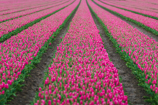 Fototapeta Endless rows of blooming pink tulips create a striking pattern in a Dutch flower field
