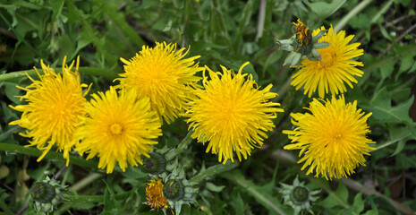 Dandelion (Taraxacum officinale) grows in nature in spring