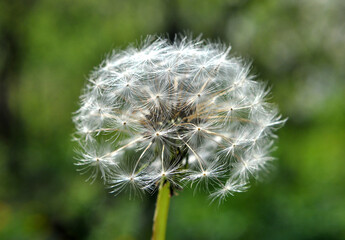 A dandelion faded in the meadow