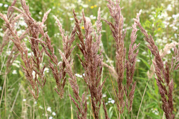 Fototapeta premium Calamagrostis epigejos grows in the wild.