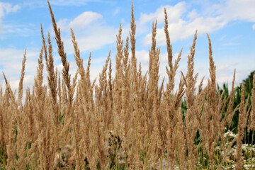 Fototapeta premium Calamagrostis epigejos grows in the wild.