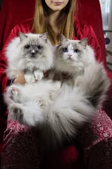 Fotobehang la maitresse et ses chats © choucashoot
