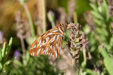 Close up of orange butterfly on lavender flower. Nature background concept.