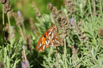 Close up of orange butterfly on lavender flower. Nature background concept.