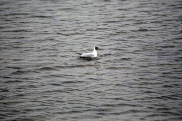 Black-headed Gull (Chroicocephalus ridibundus) Outdoors