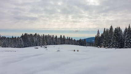 Alpine snowy meadow with panoramic view of mystical forest on Reinischkogel, Koralpe, Lavanttal Alps, Styria, Austria. Winter wonderland with snow covered tall pine trees in Austrian Alps. Wanderlust