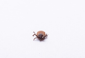 Close-up of isolated tick on white background