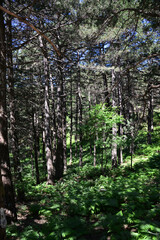 Obraz premium Kaz Mountains, located in Balikesir city of Turkey, is the most important mountain of the country with its rich vegetation and untouched nature.