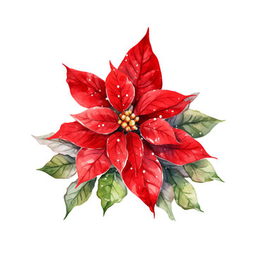 Watercolor poinsettia. Christmas and New Year festive decorative element, natural decor, red flower.