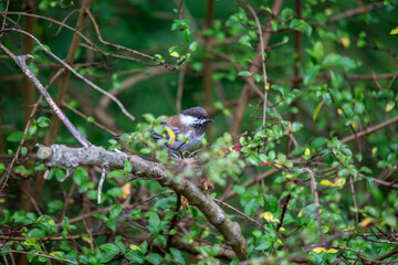 Chestnut-backed Chickadee (Poecile rufescens) Outdoors