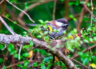 Chestnut-backed Chickadee (Poecile rufescens) Outdoors