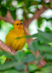 Saffron Finch (Sicalis flaveola) Outdoors