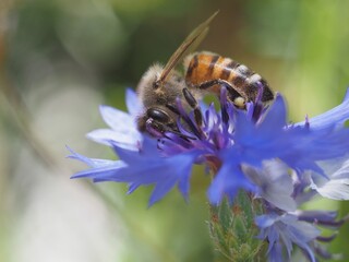 Honigbiene an Kornblume