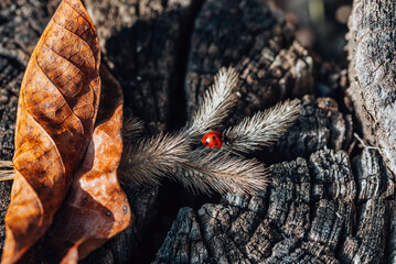 Ladybird on dry ear of grass and dry leaf close-up, best wood texture background