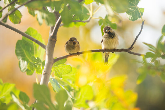Two house sparrows sit side by side on a branch against a soft, sunlit backdrop, displaying the charm of avian companionship
