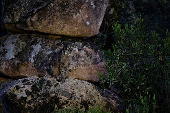 An Iberian Lynx stands sentinel on a mossy boulder at night, its intense gaze surveying the surroundings with inherent wild instinct