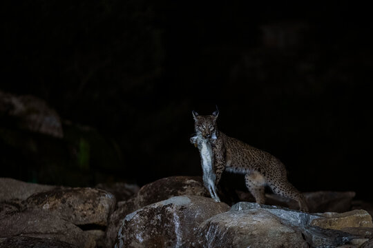 A proficient Iberian Lynx carries its catch across the rocks at night, exemplifying the survival skills of this elusive predator