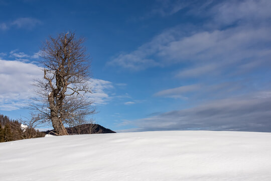 Single lone tree on snow field in the mountains of Karawanks, Carinthia, Austria. Winter wonderland in Austrian Alps. Remote alpine landscape in Baerental. Tranquil and serene atmosphere in nature