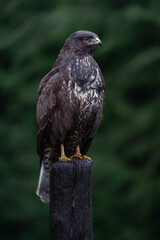 A beautiful Common Buzzard (Buteo buteo) sitting on a branch. Noord Brabant in the Netherlands.                                                                                                         