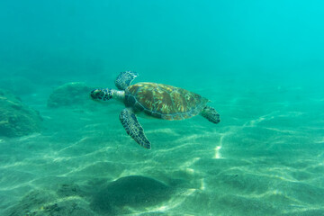 Obraz premium A baby sea turtle swims underwater in tropical seas